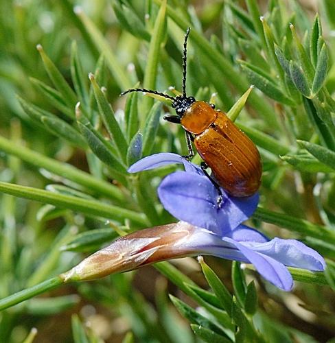 Réf. 244 212 : Exosoma lusitanicum